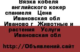 Вязка кобеля английского кокер спаниеля › Цена ­ 2 000 - Ивановская обл., Иваново г. Животные и растения » Услуги   . Ивановская обл.